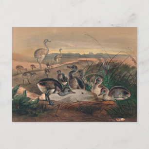 De Amerikaanse Rhea van Joseph Wolf Briefkaart