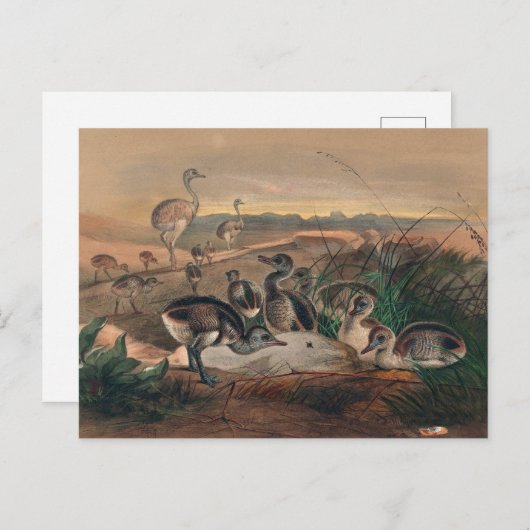 De Amerikaanse Rhea van Joseph Wolf Briefkaart (Voorkant / Achterkant)