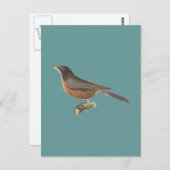 De Amerikaanse Robin (Turdus migratorius) NY Birds Briefkaart (Voorkant / Achterkant)