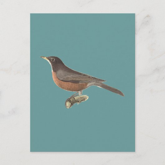 De Amerikaanse Robin (Turdus migratorius) NY Birds Briefkaart (Voorkant)