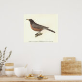 De Amerikaanse Robin (Turdus migratorius) NY Birds Poster (Keuken)