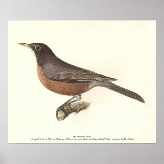 De Amerikaanse Robin (Turdus migratorius) NY Birds Poster (Voorkant)