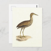 De Amerikaanse roerdomp (Botaurus lentiginosus) Bi Briefkaart (Voorkant / Achterkant)
