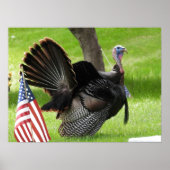 De Amerikaanse vogel wilde Tom Turkije Poster (Voorkant)