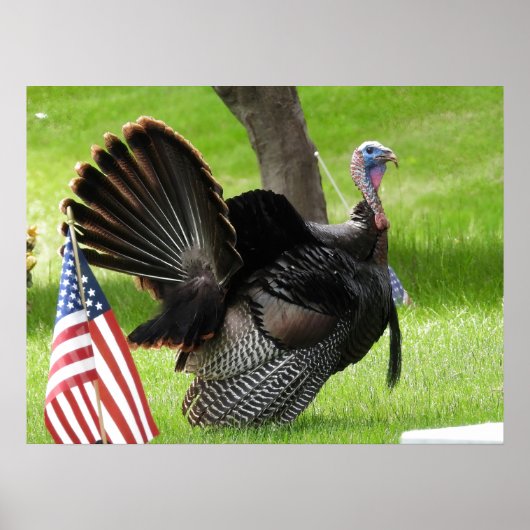 De Amerikaanse vogel wilde Tom Turkije Poster (Voorkant)