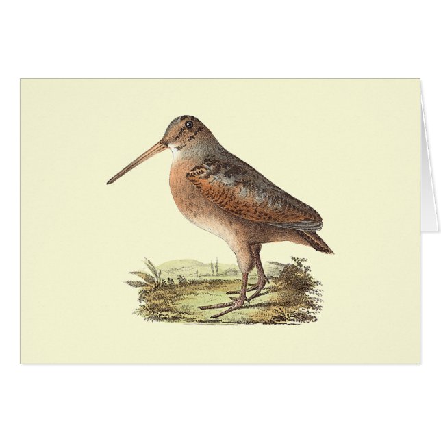 De Amerikaanse Woodcock (Rusticola minor) NY Bird (Voorkant Horizontaal)