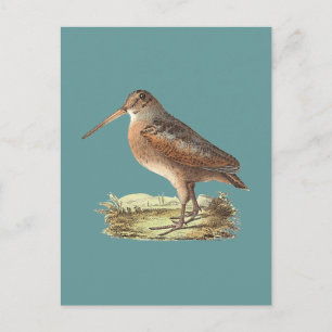 De Amerikaanse Woodcock (Rusticola minor) NY Bird Briefkaart