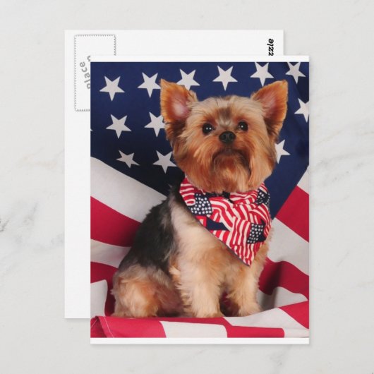 De Amerikaanse Yorkie Briefkaart (Voorkant / Achterkant)