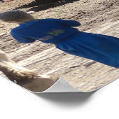 De Amish Girls en hun paarden Poster (Hoek)