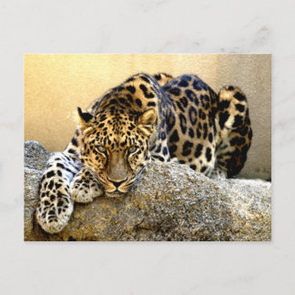 De Amur Leopard Briefkaart