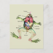 De anatomie van de kikker briefkaart (Voorkant)