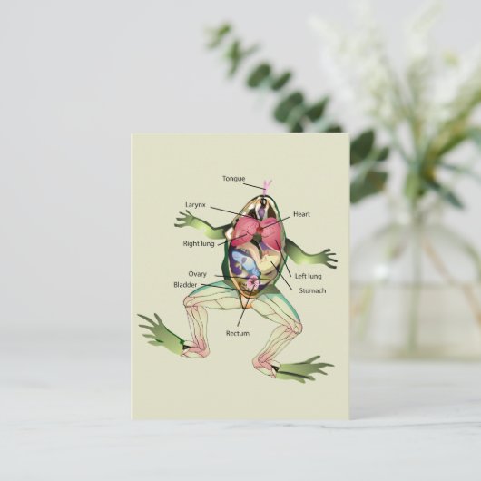 De anatomie van de kikker briefkaart (Staand voorkant)