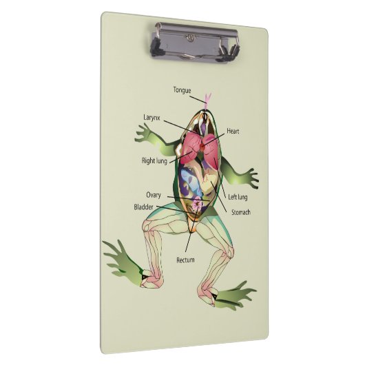 De anatomie van de kikker is gepersonaliseerd klembord (Rechts)