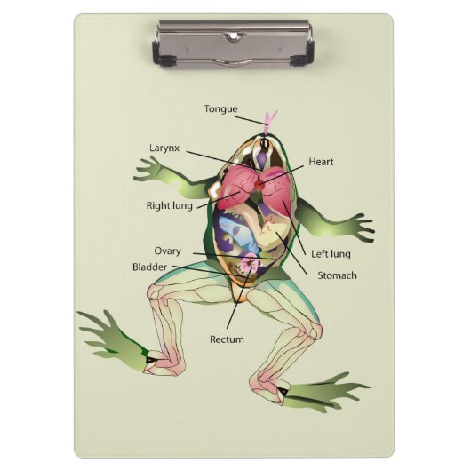 De anatomie van de kikker is gepersonaliseerd klembord (Voorkant)