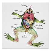 De anatomie van de kikker perfect poster (Voorkant)