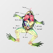 De anatomie van de kikker raamsticker (Vel)