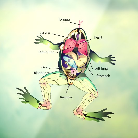 De anatomie van de kikker raamsticker (Vel 3)