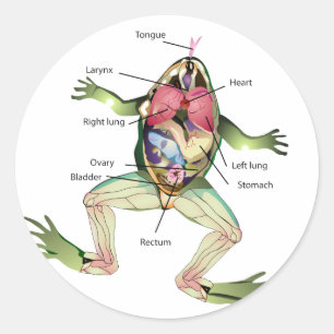 De anatomie van de kikker ronde sticker