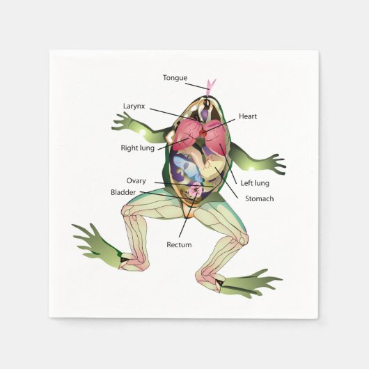 De anatomie van de kikker servet (Voorkant)