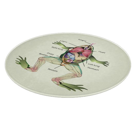 De anatomie van de kikker snijplank (Hoek)