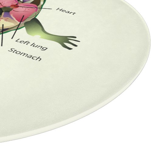 De anatomie van de kikker snijplank (Hoek)