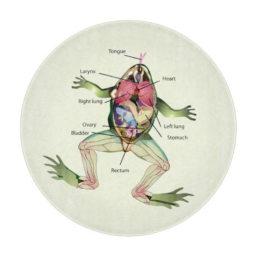 De anatomie van de kikker snijplank (Voorkant)