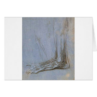 De anatomie van een beren voet