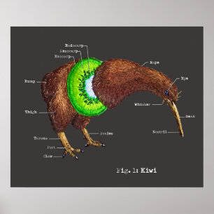 De Anatomie van een Kiwi Poster