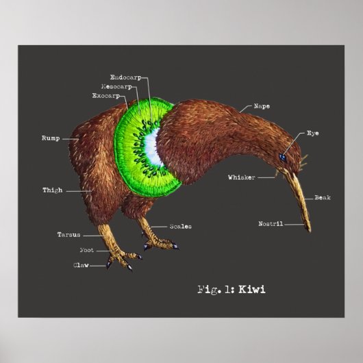 De Anatomie van een Kiwi Poster (Voorkant)