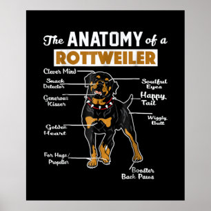 De anatomie van een rottweiler   Koel Hondenliefhe Poster