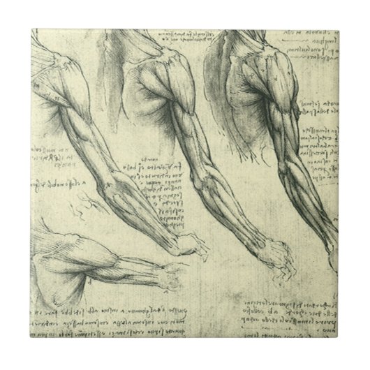 De anatomie van Leonardo da Vinci van arm en schou Tegeltje (Voorkant)