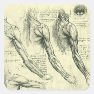 De anatomie van Leonardo da Vinci van arm en schou Vierkante Sticker