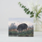 De Andaman Pig van Joseph Wolf Briefkaart (Staand voorkant)