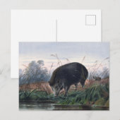 De Andaman Pig van Joseph Wolf Briefkaart (Voorkant / Achterkant)