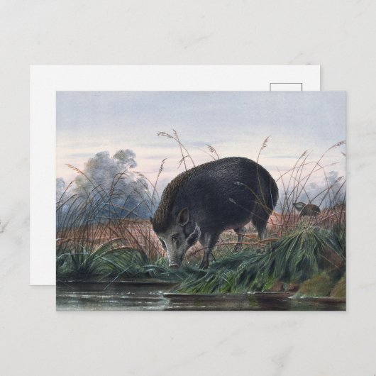 De Andaman Pig van Joseph Wolf Briefkaart (Voorkant / Achterkant)