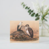 De Angolees Vultuur van Joseph Wolf Briefkaart (Staand voorkant)