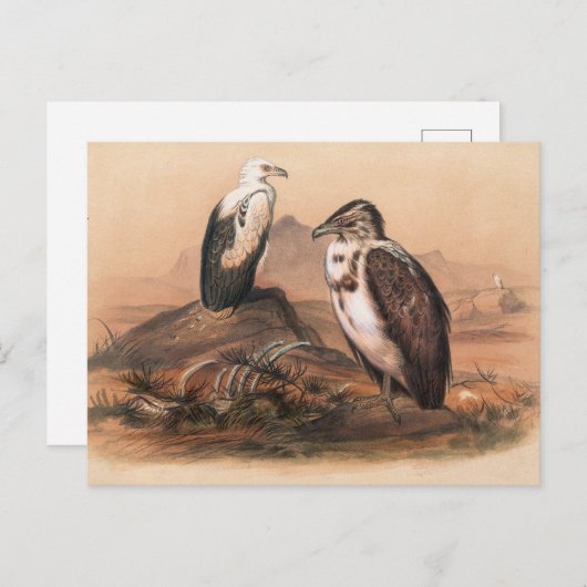 De Angolees Vultuur van Joseph Wolf Briefkaart (Voorkant / Achterkant)