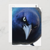 De Angry Grackle Briefkaart (Voorkant / Achterkant)