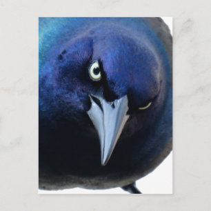 De Angry Grackle Briefkaart