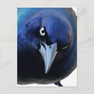 De Angry Grackle Briefkaart