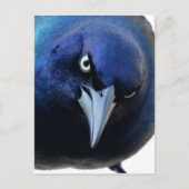 De Angry Grackle Briefkaart (Voorkant)