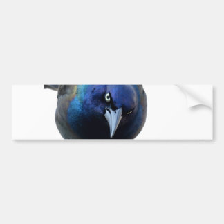De Angry Grackle Bumpersticker