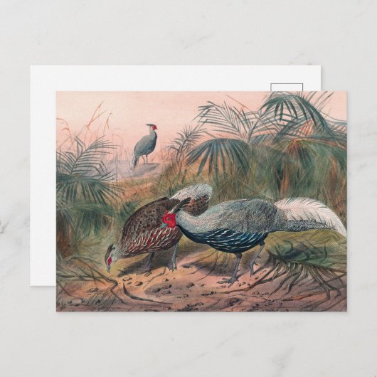 De anonieme fazant van Joseph Wolf Briefkaart (Voorkant / Achterkant)