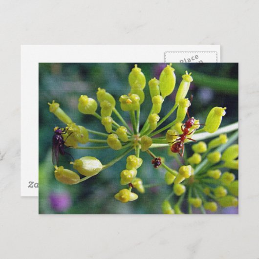 De Ant, de Fly en de Weed Briefkaart (Voorkant / Achterkant)