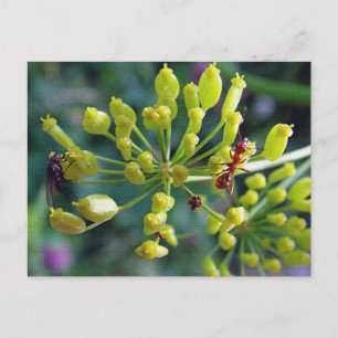 De Ant, de Fly en de Weed Briefkaart