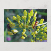 De Ant, de Fly en de Weed Briefkaart (Voorkant)