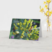 De Ant, de Fly en de Weed Kaart (Gele Bloem)