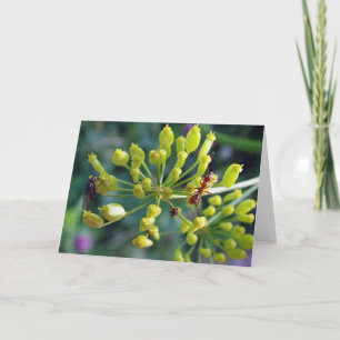 De Ant, de Fly en de Weed Kaart