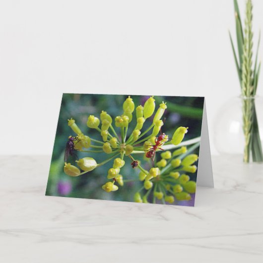 De Ant, de Fly en de Weed Kaart (Voorkant)