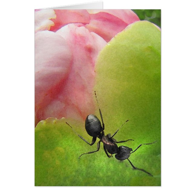 De Ant en de Peony (Voorkant)